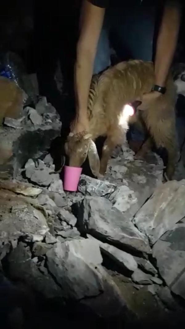 Gazipaşa Haberleri – Mağarada 3 gün mahsur kalan oğlak kurtarıldı