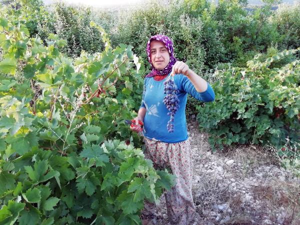 Finike Haberleri – Yazır üzümü hasadı başladı