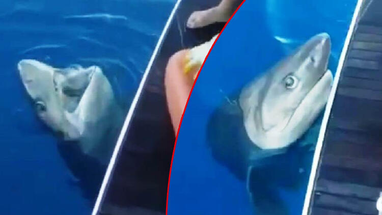 Antalya’da oltaya takılan 3 metrelik köpek balığı turistleri şoke etti