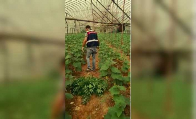 Örtüaltı kaçak Hint keneviri üretimine jandarma baskını
