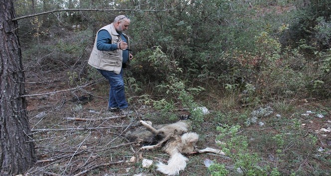 Kemer yaylalarına bırakılan köpekler ölüm kalım mücadelesi veriyor