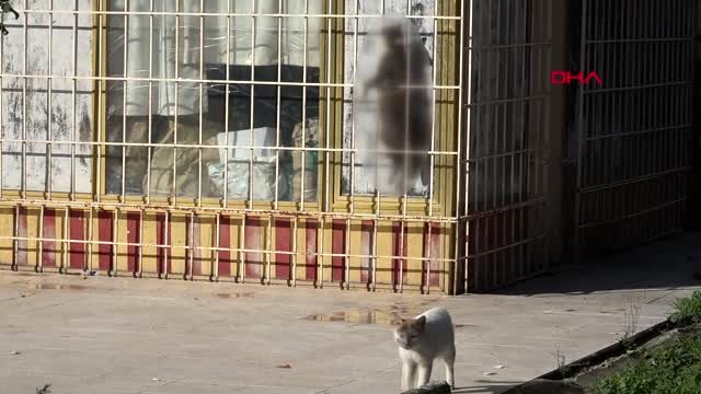 Antalya’da kediyi çelik telle asıp öldürdüler