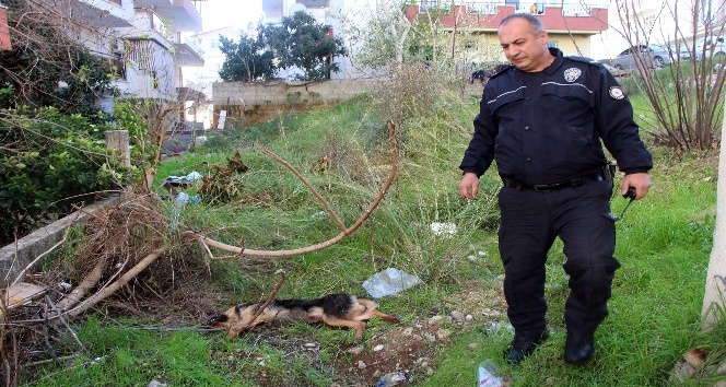 ‘İnsanlara zarar verse daha mı iyi olacak’ deyip, köpeği bıçaklayarak öldürdü