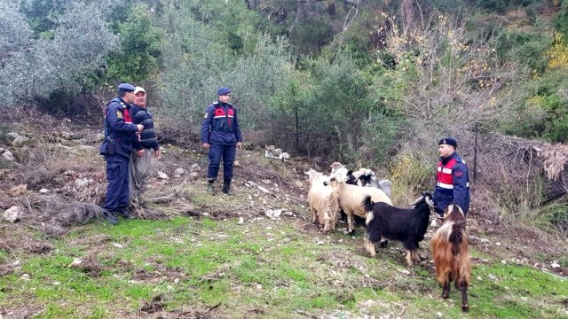 Kayıp keçileri jandarma buldu