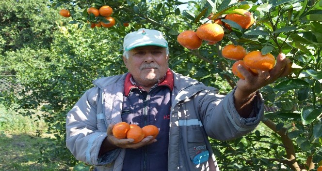 Antalya’da yaz ayında dalından mandalina üretimi