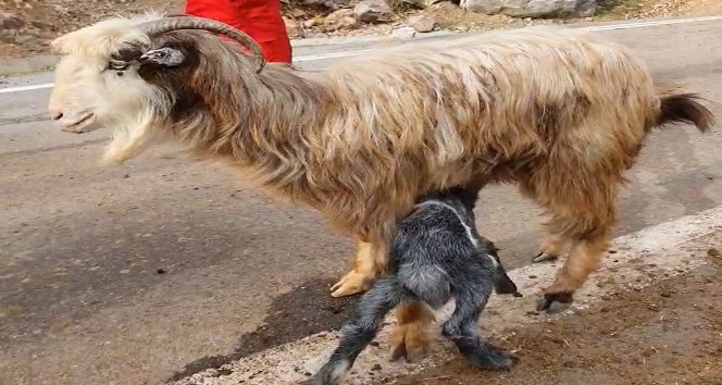 Mahsur kaldığı mağaradan kurtarılan keçi emzirmek için yavrusuna koştu