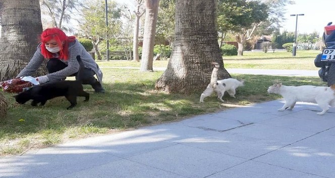 Manavgat Belediyesi sokak hayvanlarını unutmadı
