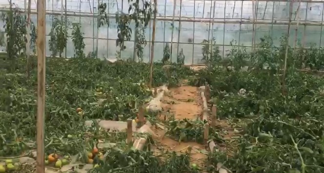 Antalya’da 2.5 dönümdeki domates fidelerini bir gecede kökünden kesip telef ettiler