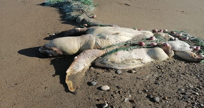 Balıkçı ağına takılıp ölen caretta caretta kıyıya vurdu