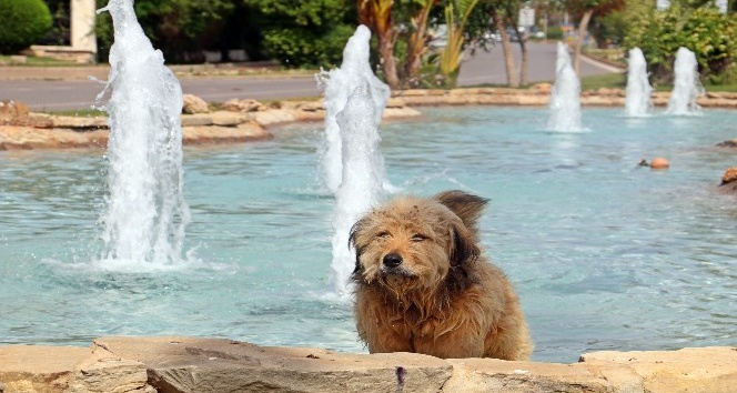 Antalya’da dereceler 37’yi gösterdi, sokak köpekleri ve kargalar süs havuzunda serinledi