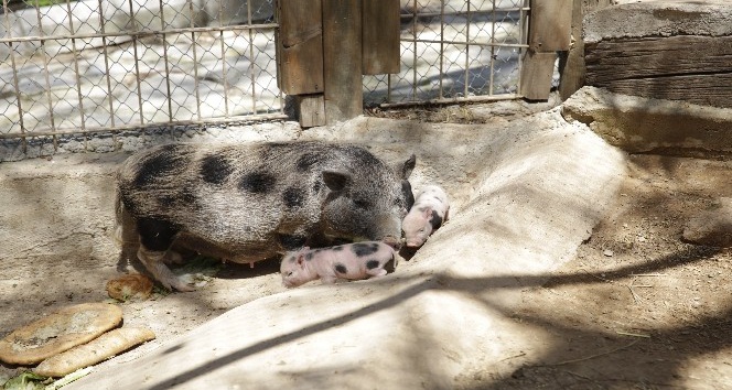 Antalya Hayvanat Bahçesi’nde 100’ün üzerinde doğum gerçekleşti