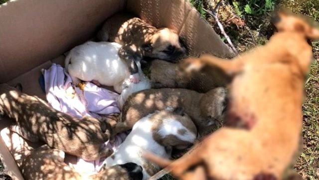 7 yavrusu bulunan dişi köpek, tüfekle vurularak öldürüldü