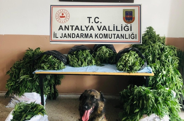 Jandarma ormanda 38 kilo kubar esrar ve 470 kök kenevir ele geçirdi