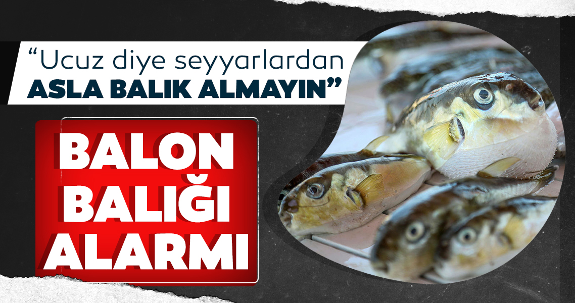 Antalya’da balon balığı alarmı