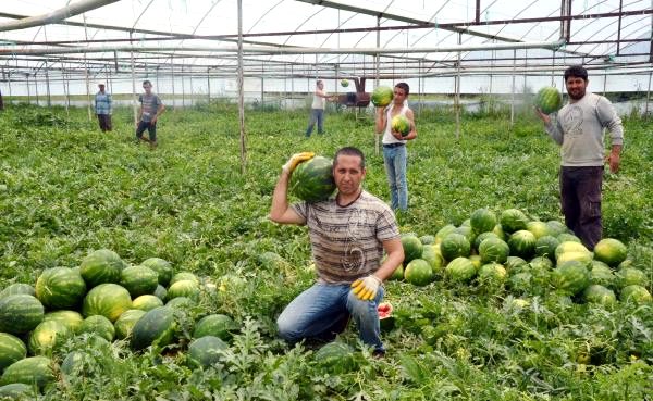 Serikli karpuz üreticisinin yüzü güldü