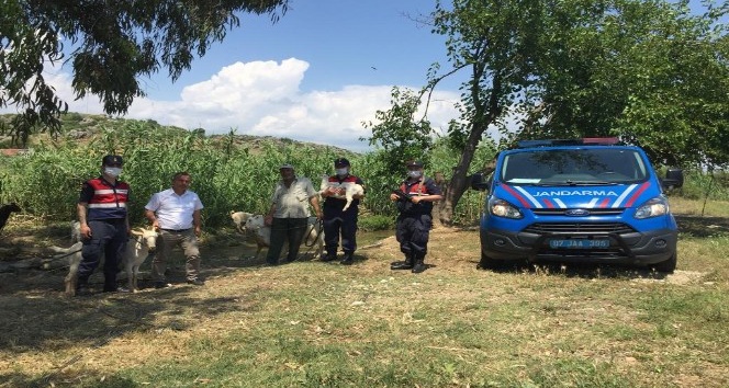 Çaldıkları keçileri ve malzemeleri satıp uyuşturucu aldılar