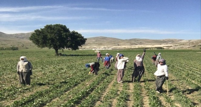 Tarım işçilerinin zorlu mesaisi 35 derece sıcaklıkta da devam ediyor