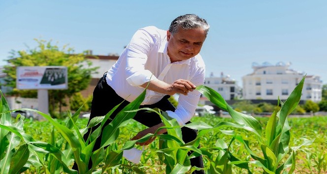 Muratpaşa’da mısırlar büyüyor