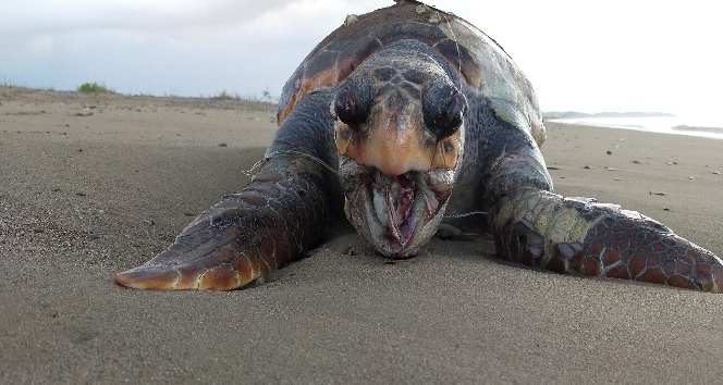 30 kilometrelik sahil bandında 6 ayda 14 caretta caretta ölü bulundu