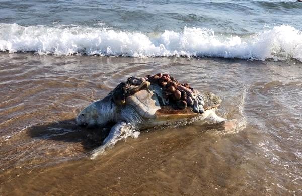Ağzına ve yüzgecine poşet dolanan deniz kaplumbağasını vatandaşlar kurtardı