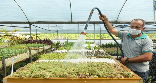 Konyaaltı Belediyesi 6 ayda 110 bin bitki üretti
