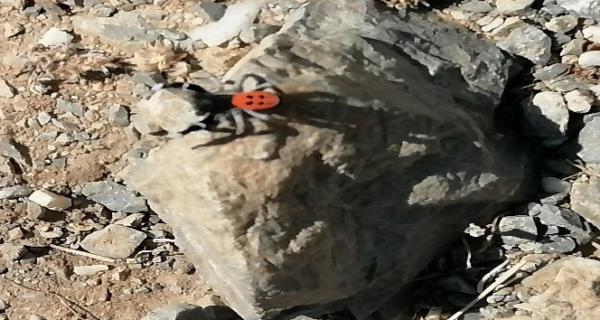 Soyu tehlike altında bulunan zehirli ve saldırgan örümcek Gazipaşa’da görüntülendi