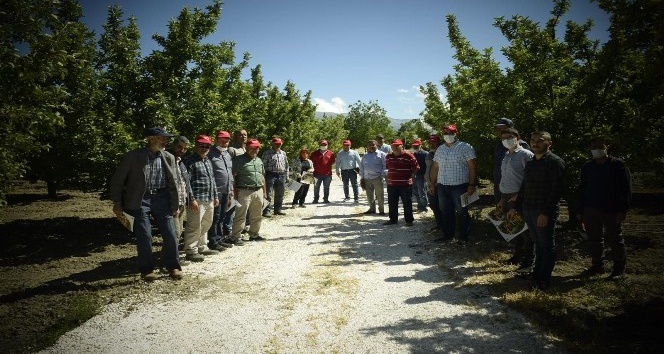 Elmalı’ya 212 dekar organik elma bahçesi