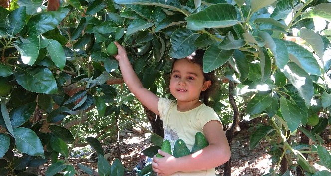 Antalya’da 45 bin dekarda hasadına başlanan avokadoda hedef 70 milyon adet