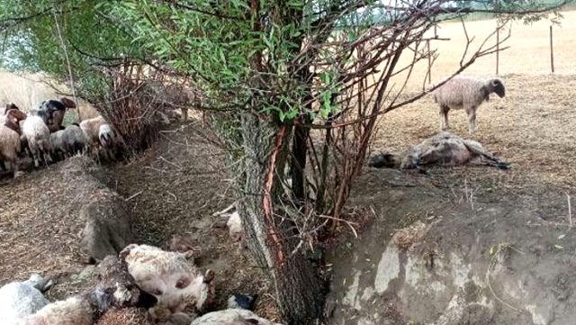 Antalya’da sürüye yıldırım isabet etti! 40 koyun telef oldu
