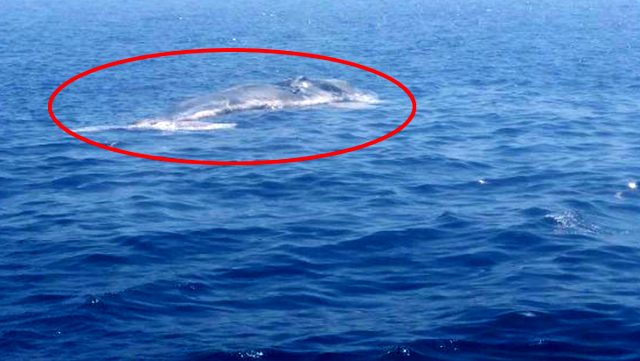 Finike Körfezi’nde ölü balina görüntülendi
