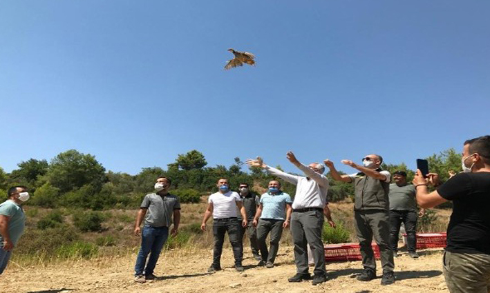 Manavgat’ta 100 adet kınalı keklik doğaya bırakıldı