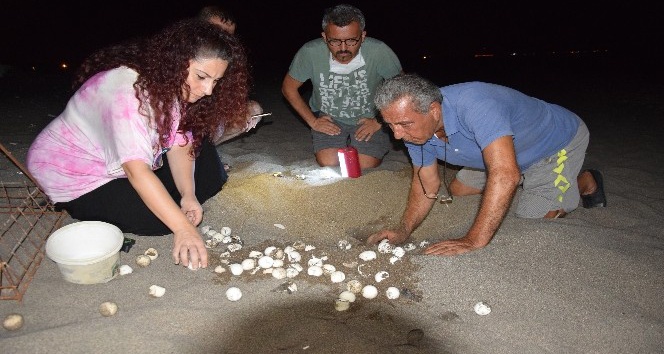 Yılın son caretta yavruları denizle buluştu