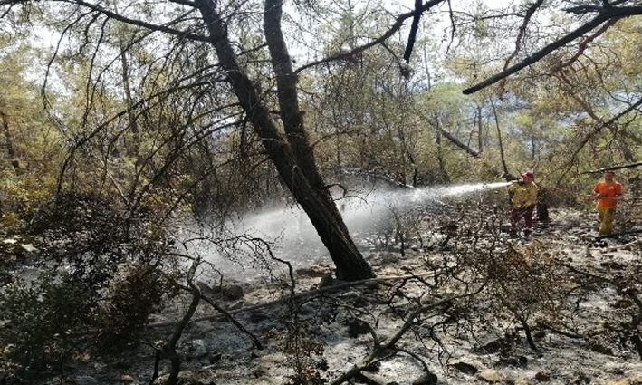 Tatil merkezi Adrasan’da 60 hektarlık ormanlık alan zarar gördü