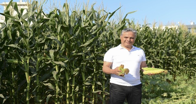 Belediye, boş arsalara ektiği mısırların hasatını yaptı