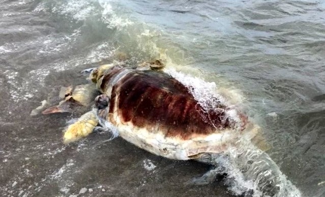 Kemer’de sahile ölü caretta caretta vurdu