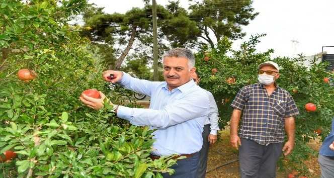 Vali Yazıcı nar hasatı yaptı