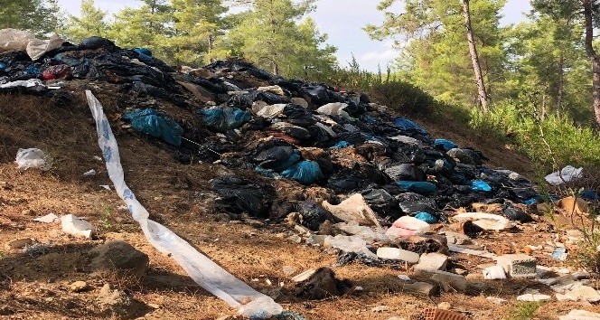 Kaçak kesilen domuzların iç organları ormanda bulundu, muhtar isyan etti