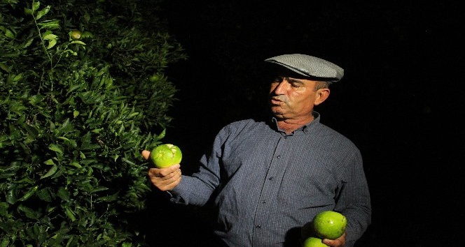 Kumluca’da 2 bin dönüm sera, 500 dönüm narenciye bahçesi zarar gördü