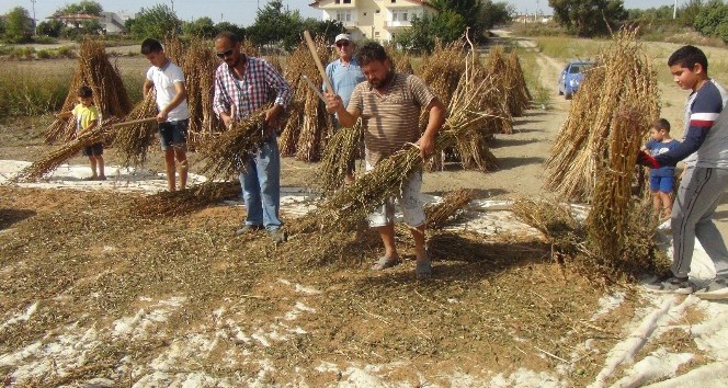 Emekli turizmci yakılan susam saplarını samana çevirip ekonomiye kazandırdı