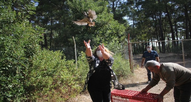 Kemer’de 240 Kınalı Keklik doğaya salındı