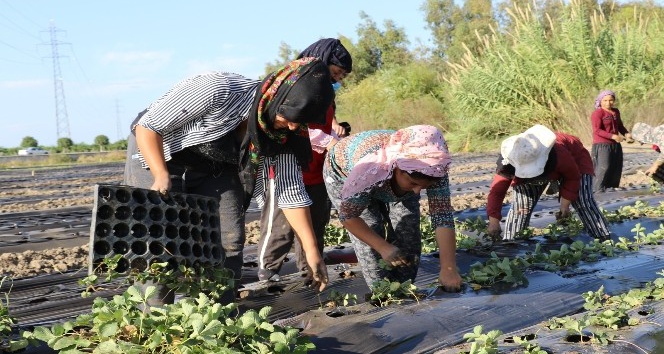 Serik’te 4 bin dekar alanda çilek üretimi için dikimler başladı