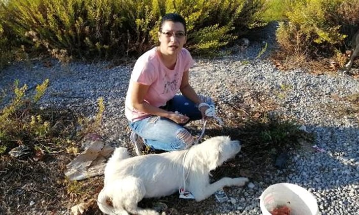 Antalya’da ‘köpekler dağlık alana bırakıldı’ iddiası
