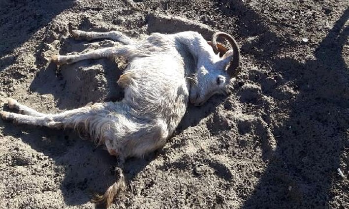 Aşırlı Adası’ndaki dağ keçilerinden biri ölü bulundu