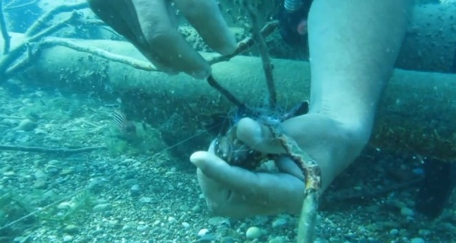 Profesör Gökoğlu koruma altındaki orfoz yavrusunu denizin altında böyle kurtardı