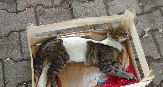 Ayağı ve gövdesi alçıya alınmış kedi, pazarcı tezgahında hayata tutundu
