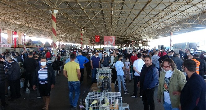 6 bin kanarya Antalya’da görücüye çıktı