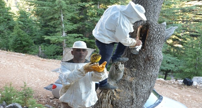 Firari arıların Toroslar’daki yuvalarını buluyor, balın kilosunu 500 liradan satıyorlar