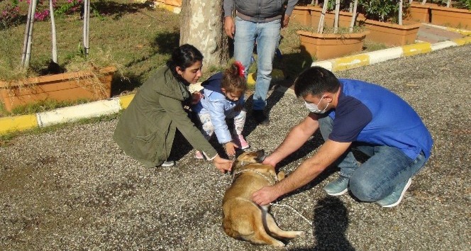 Küçük Almira, kendisini ısıran sokak köpeğini sevdi