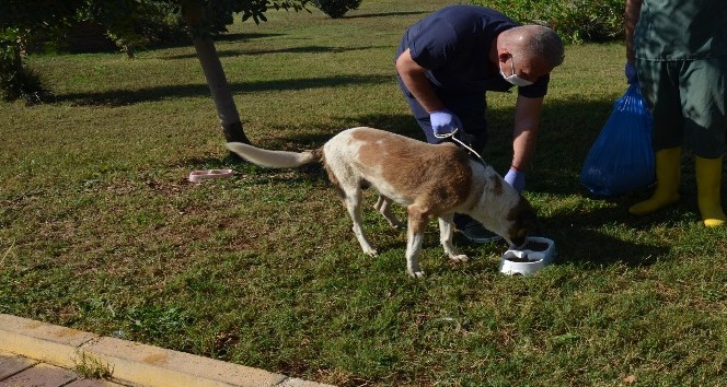 Kepez Belediyesi, yemek atıklarından organik kedi ve köpek maması üretti