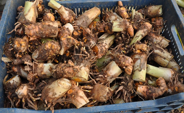 Gazipaşa’da üretilen yerli zencefil 70, zerdeçal 120 liraya satılıyor